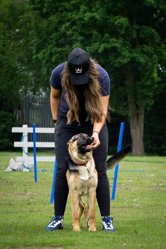 Alpha b dog training
