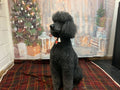 The Manchester Dog Grooming School