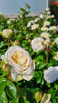 Curbishleys Roses