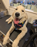Wags and Wiggles Dog Grooming