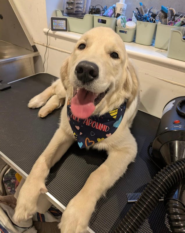 Wags and Wiggles Dog Grooming