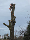 MH Treecare