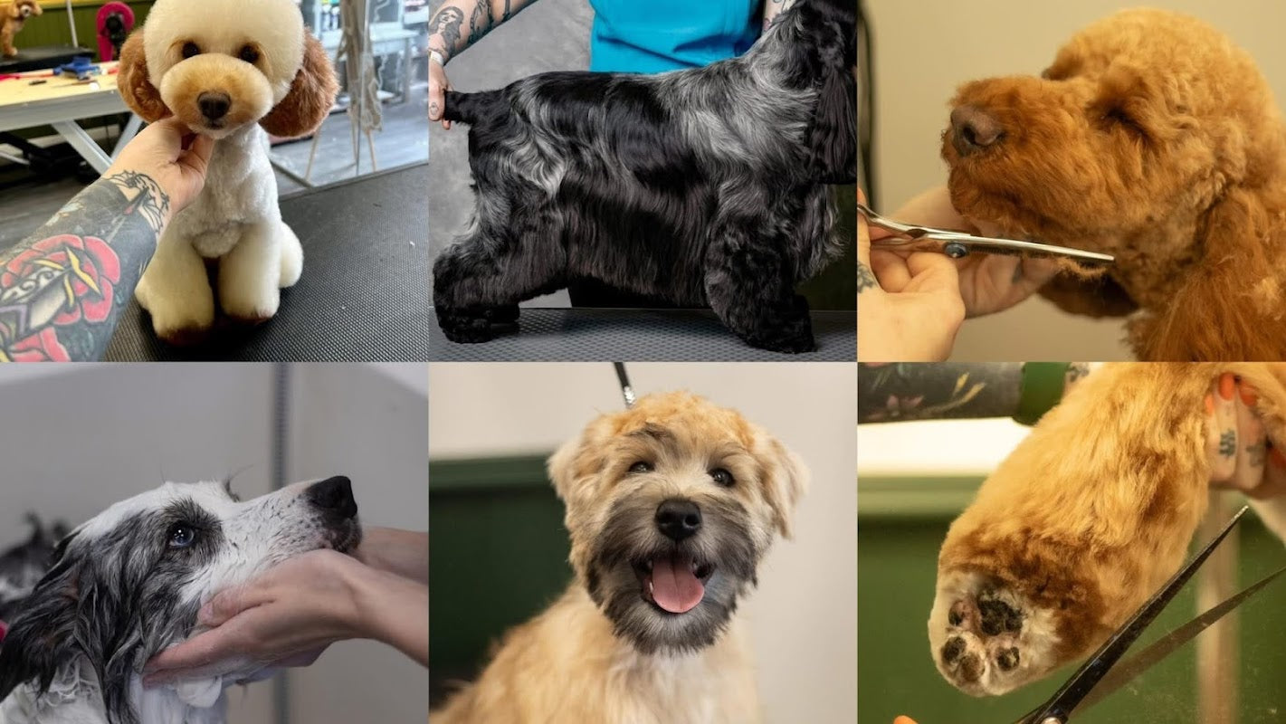 The Pet Retreat Grooming Salon - Bowdon