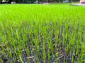 The Lawn Business