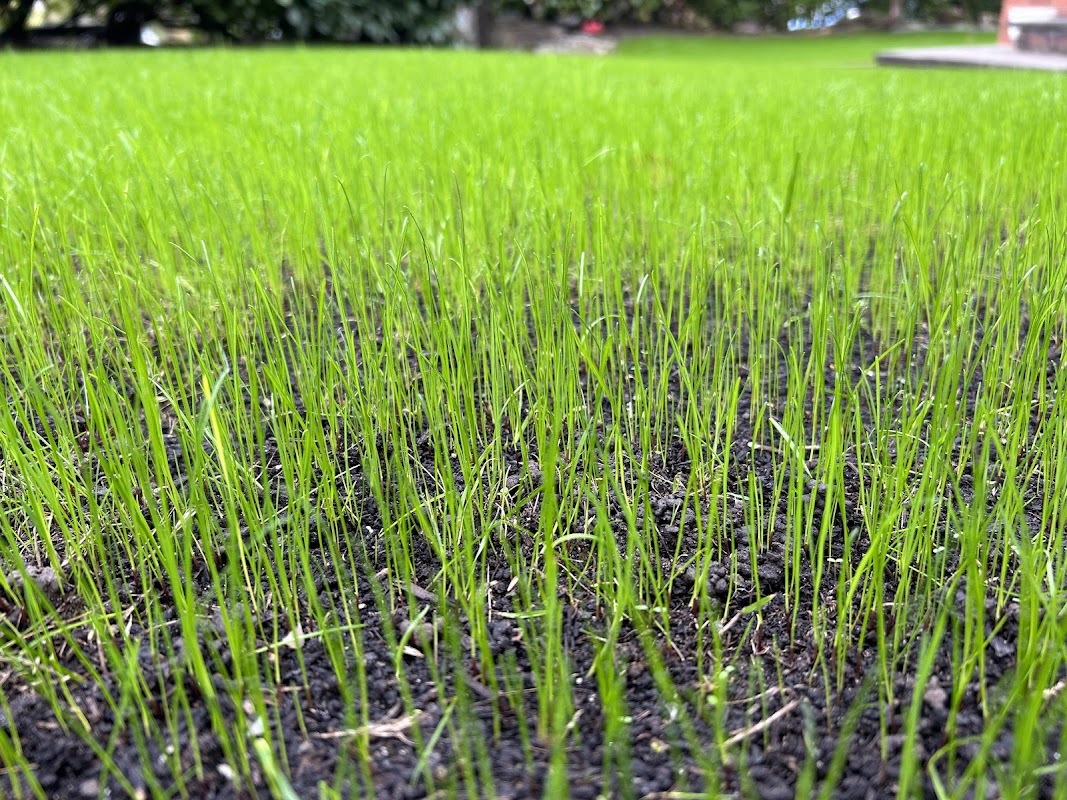 The Lawn Business