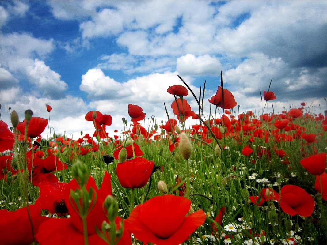 Poppies Cleaning Services