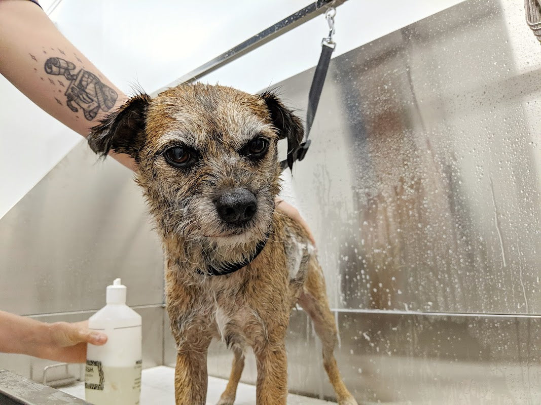 Innoscent Spa - Dog Grooming