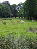 Deer Barn