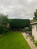 Tree Cut - Tree Surgery Manchester