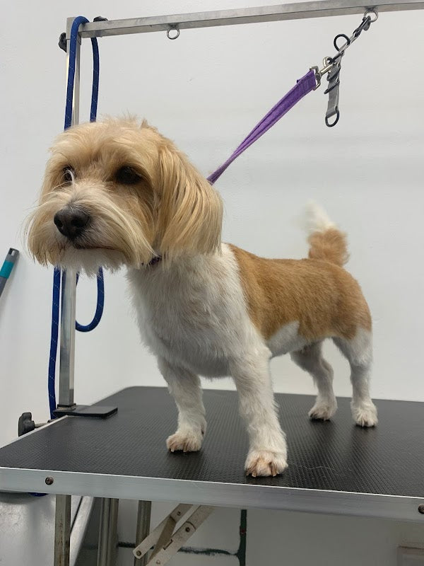 The Dog Grooming Hub