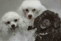 Ian's Pampered Pooches