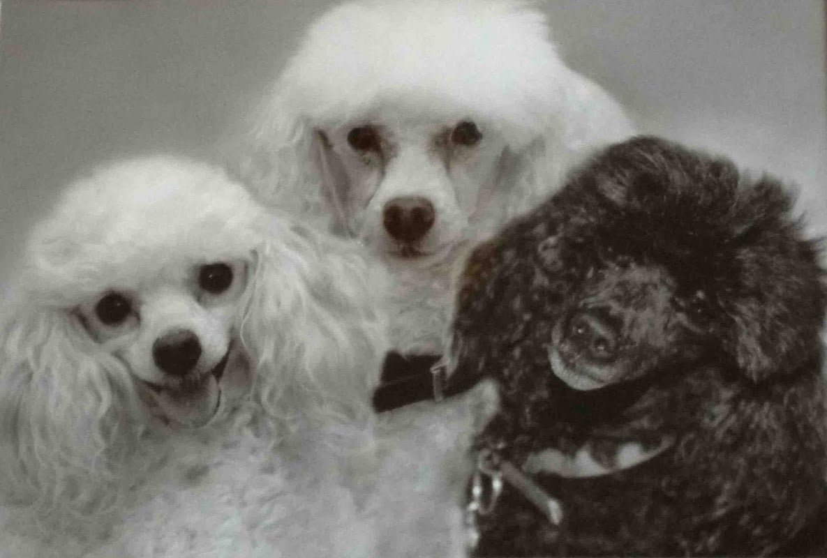 Ian's Pampered Pooches