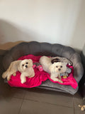 Dollys dinky doggy daycare and home boarding