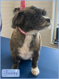 Fiona's Dog Grooming