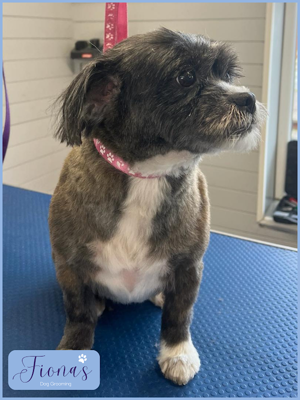 Fiona's Dog Grooming