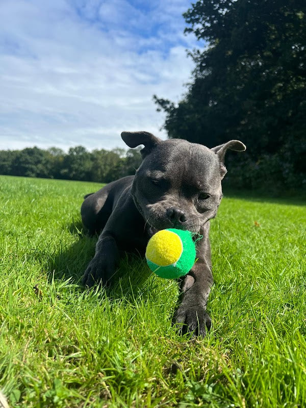 Wilmslow Doggy House