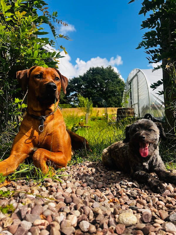 Henbury Doggie Haven