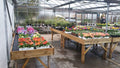 Morley Nurseries