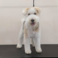 Jurassic Bark Dog Grooming