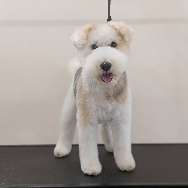 Jurassic Bark Dog Grooming