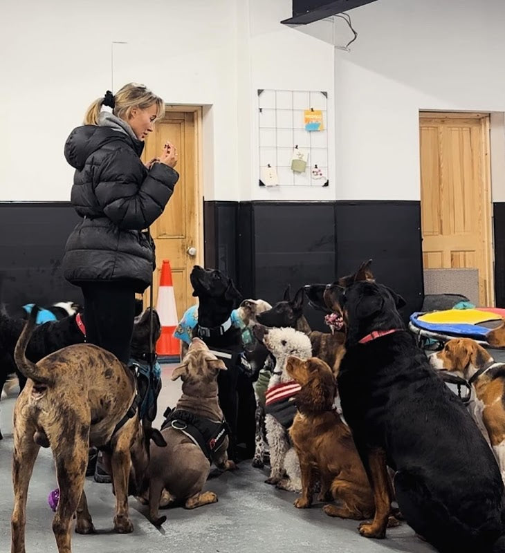 Passion For Pooches