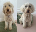 Pooches and Paws Cheshire