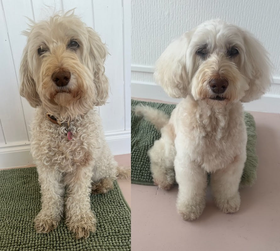 Pooches and Paws Cheshire