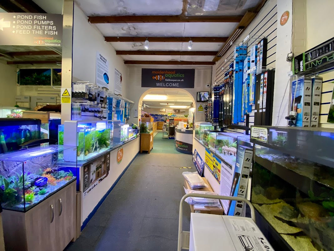Maidenhead Aquatics