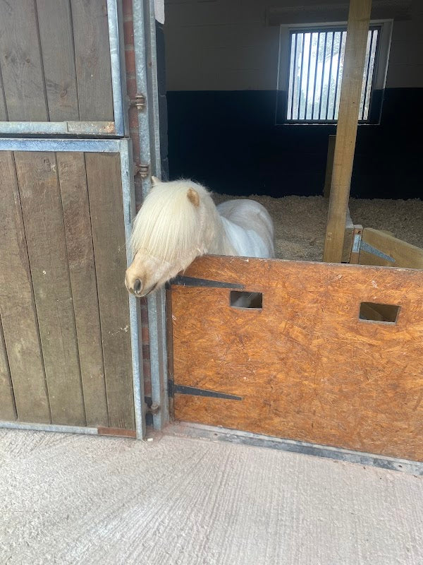 Cheshire Equine Transport