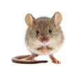 Pest Control Manchester