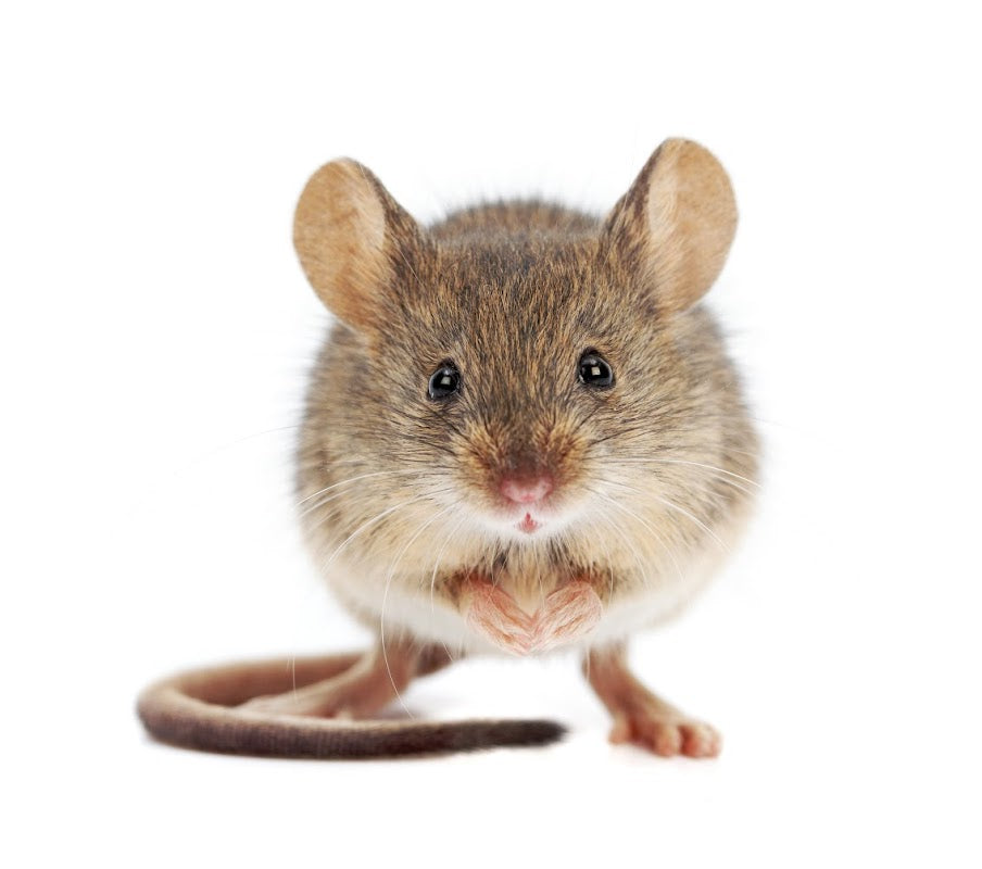 Pest Control Manchester