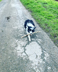 Beth’s Dog Walking and Pet Services