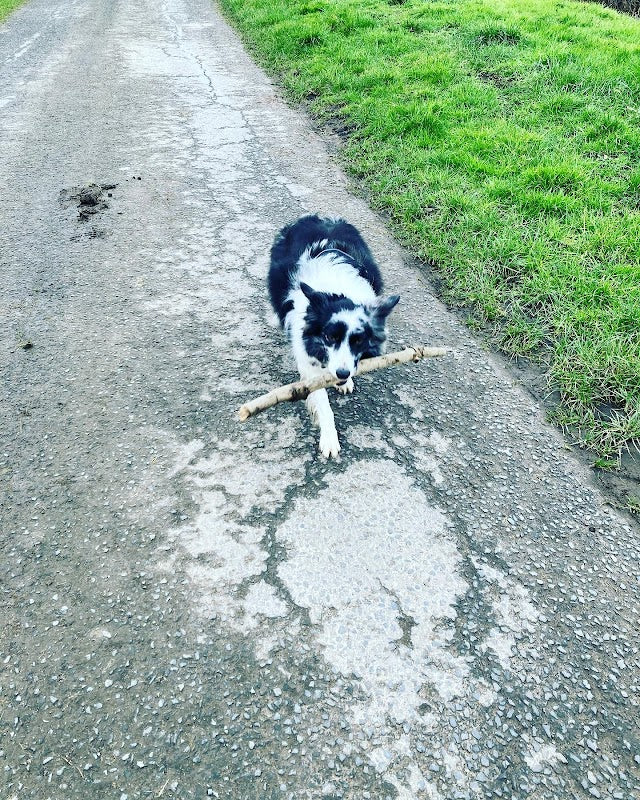 Beth’s Dog Walking and Pet Services