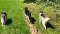 Wilmslow Walkies now Woofs Washes and Walkies