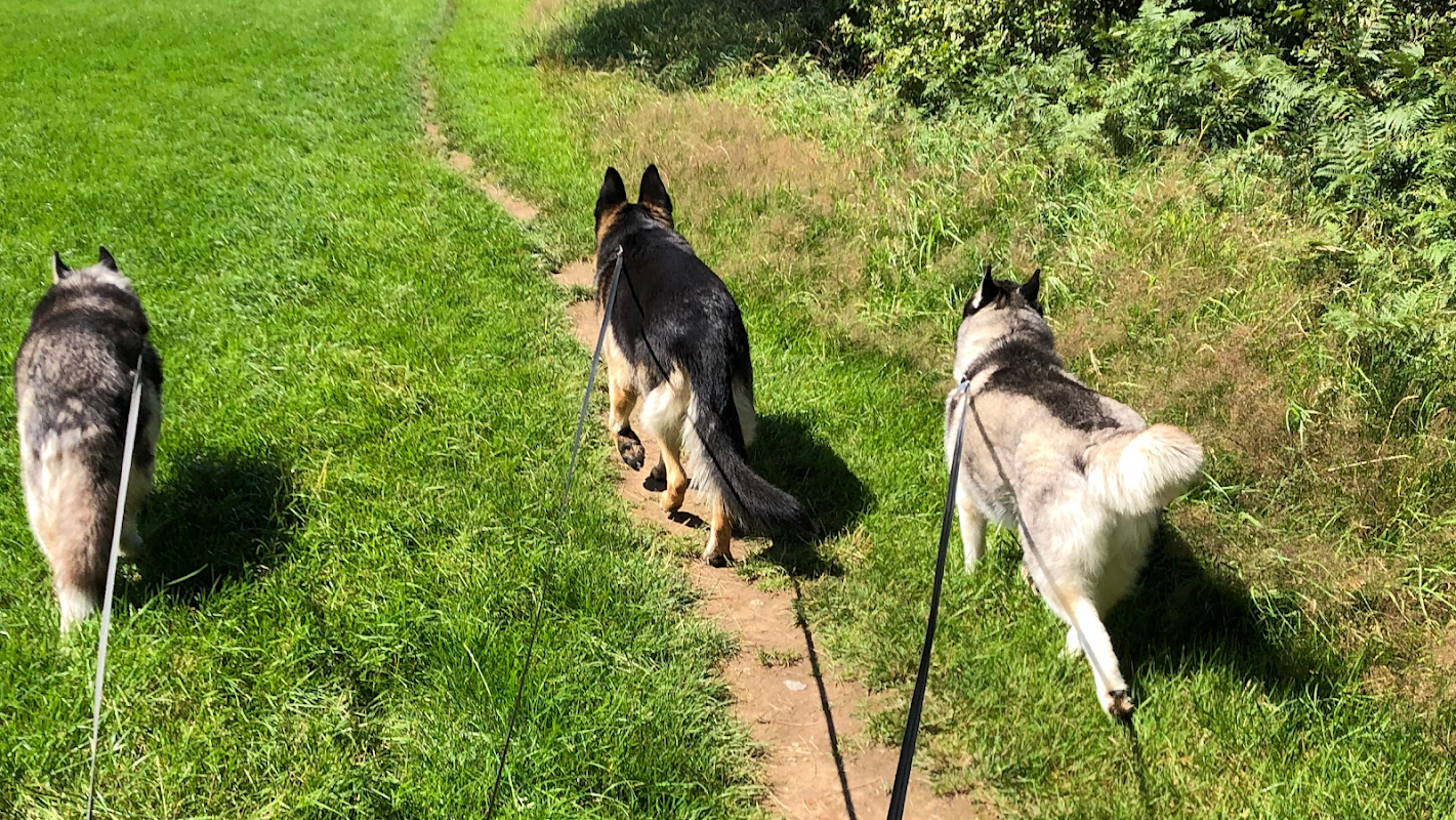 Wilmslow Walkies now Woofs Washes and Walkies