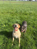 Reed House Kennels