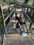 Hartford Hounds Dog Walking & Pet Care