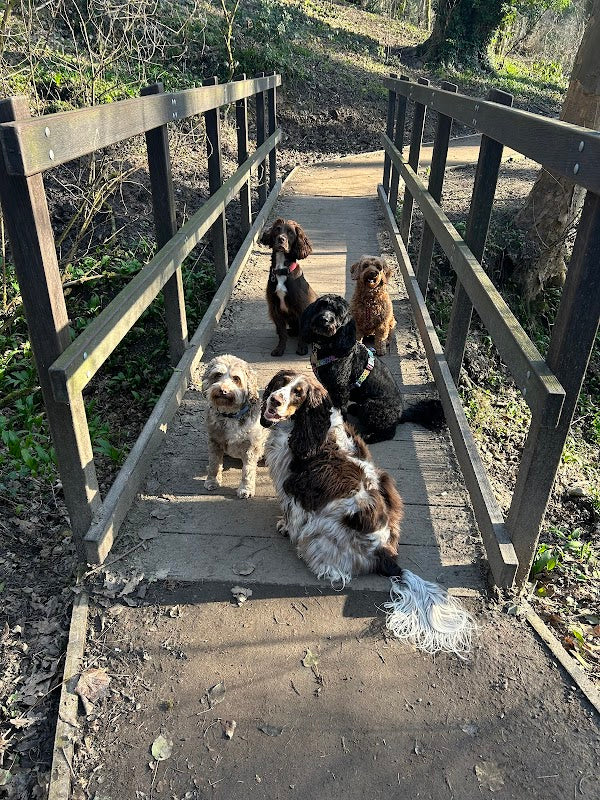 Hartford Hounds Dog Walking & Pet Care