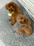 Shampooch Pet Spa