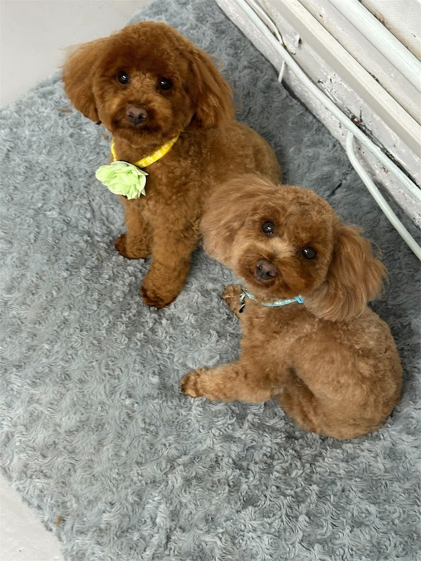 Shampooch Pet Spa