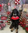 Kayleigh Louise Pet Stylist