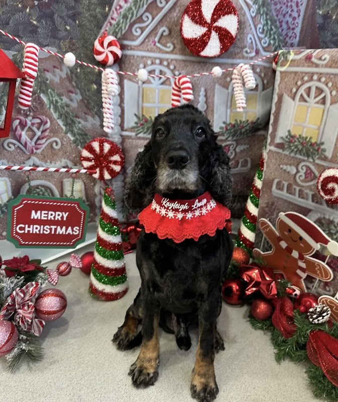 Kayleigh Louise Pet Stylist