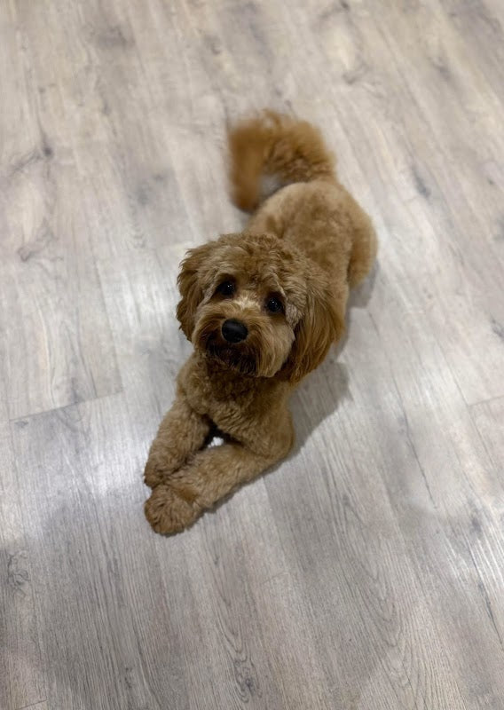 Luxe Pup Dog Grooming