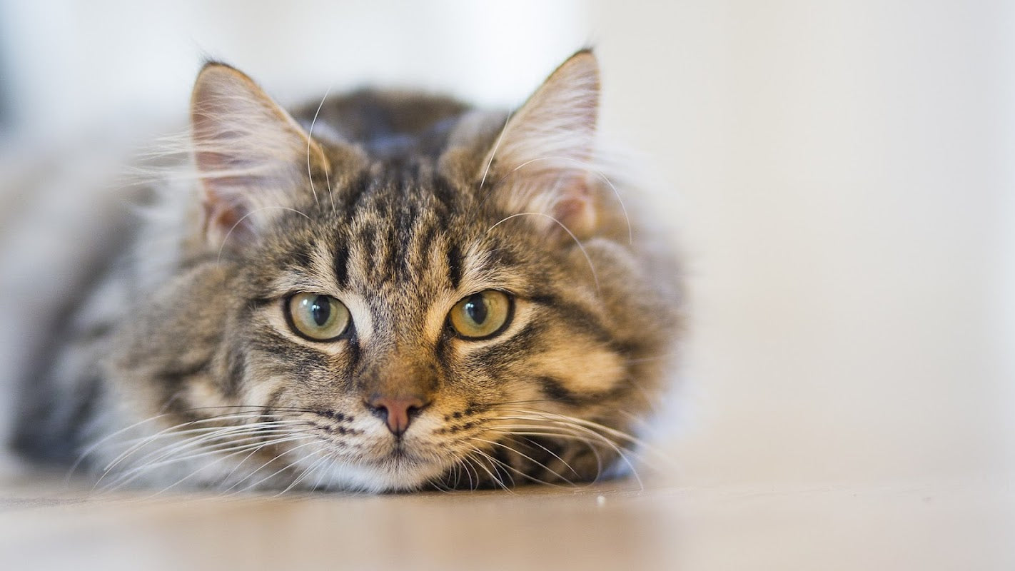 Cheshire Pet Medical - Winterley