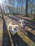Cheshire Dog Tails