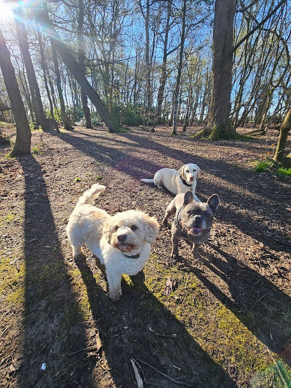 Cheshire Dog Tails