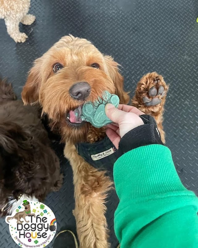 The Doggy House Dog Daycare Altrincham Manchester