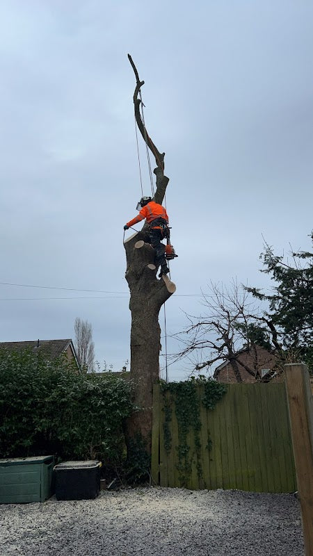 Top Branch Tree Care