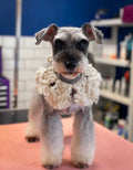 Jax&Co Professional Dog Grooming