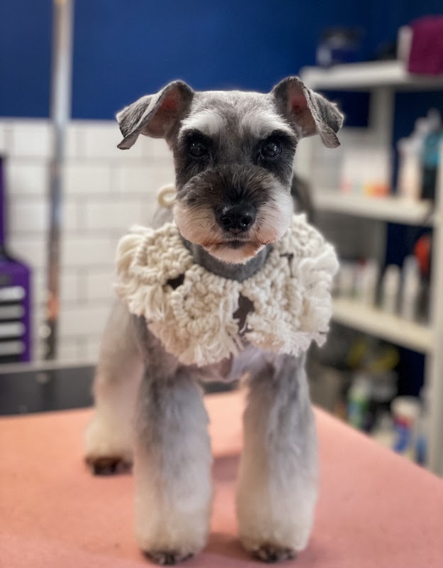 Jax&Co Professional Dog Grooming